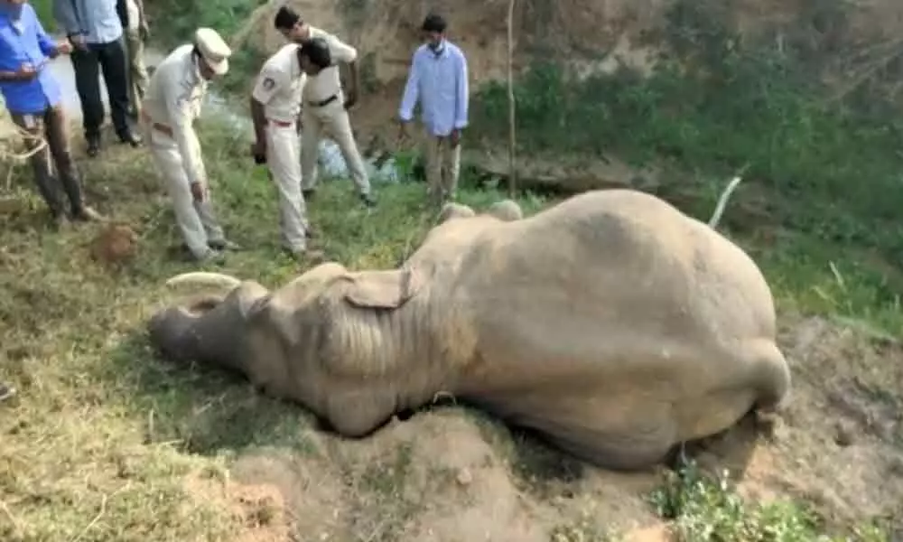 Elephant electrocuted to death in Andhra Pradeshs Chittoor district