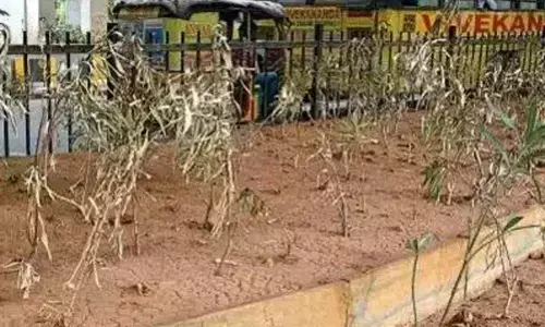 Hyderabad: Haritha Haram programme wilts in lockdown heat