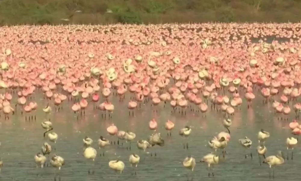 Flamingos In Mumbai Enjoy The Clear Roads And Clean Air