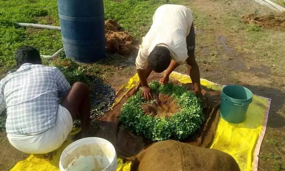 Okro Ventures helps Telangana Farmers reap profits from direct linkage