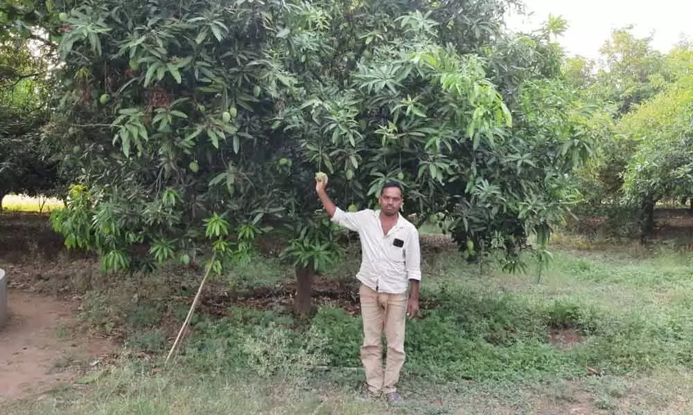 Telangana Agronomists warned Mango production may drop by 33%