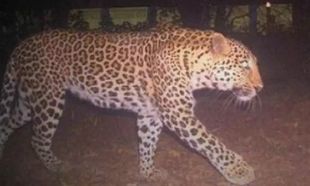 Animals enjoy freedom during lockdown in Nagarkurnool