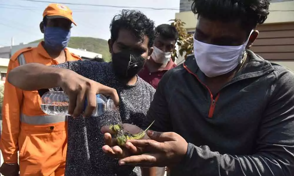 Visakhapatnam: Gas leak snubs out lives of animals