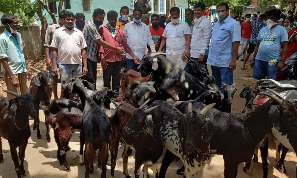 Visakhapatnam: Alfa Foundation distributes 4 lakh worth of goats