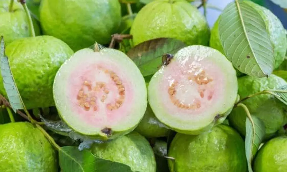 Anantapur: Lockdown ruins guava farmers dreams