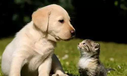 Scientists call for urgent need to study Covid-19 impact on pets, livestock