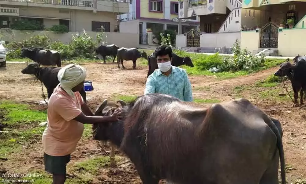 Visakhapatnam: Milk drawn from affected cattle is unsafe said Veterinarians