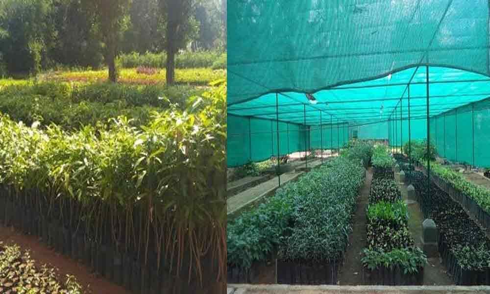 Lockdown impacts tending nurseries in the city