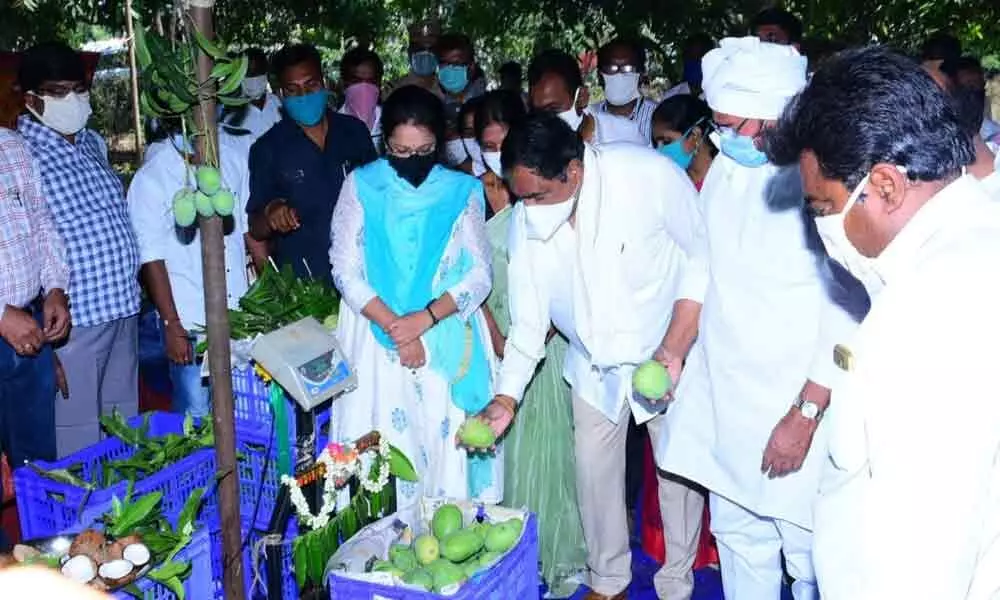 Telangana Government to procure 3000 Metric tons of Mangoes through IKP centers