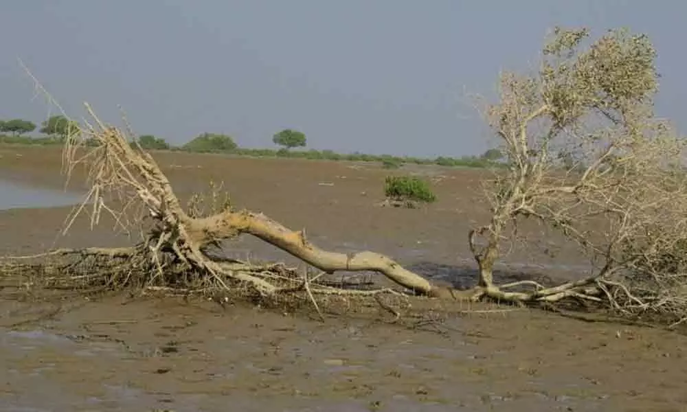 Indus deltas ecosystem under threat