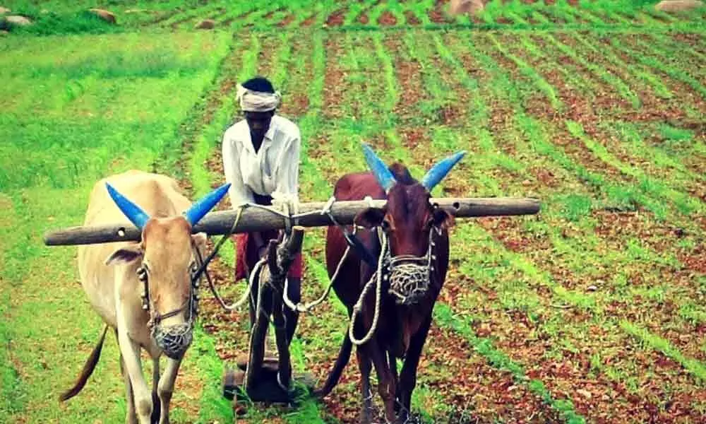 Telangana farmers can now grow only what the government wants
