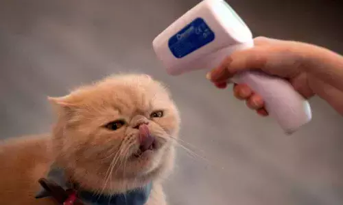 Cats can transmit COVID-19 to other cats, find researchers