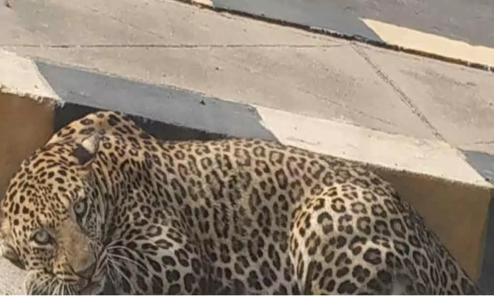 Hyderabad: Leopard found resting on road at Mailardevpally