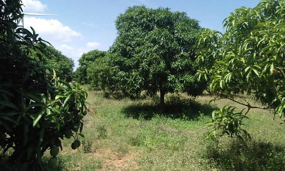 Nellore: Farmers optimistic of getting profitable prices for mangoes