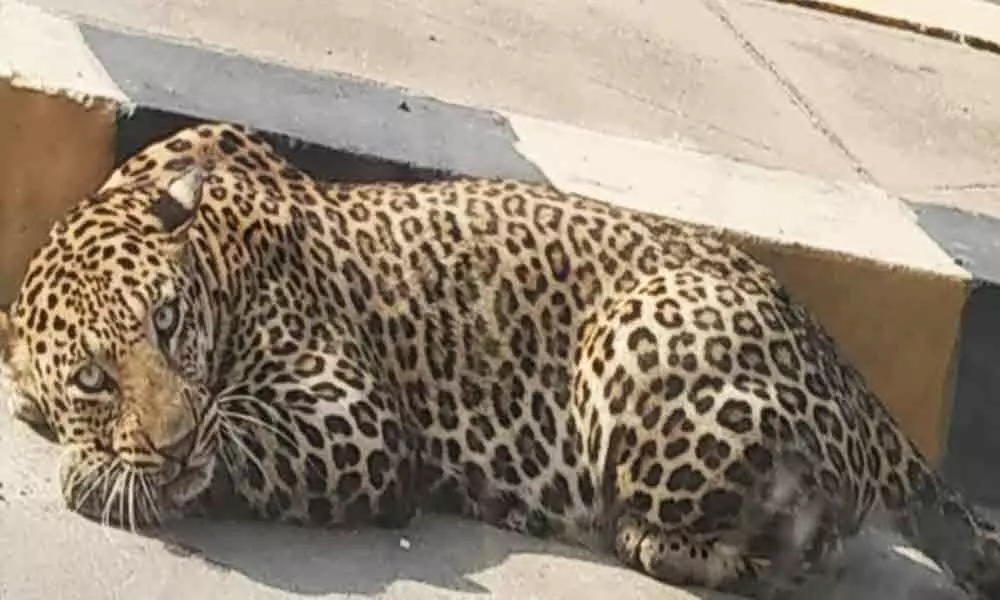 Forest department finds no trace of Leopard in Hyderabad