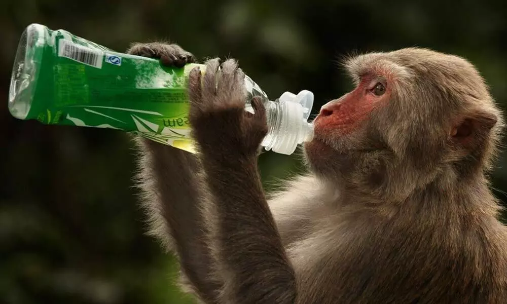 Oxford University Covid-19 vaccine tested on 6 monkeys