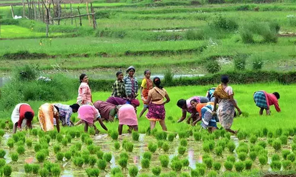 Kadapa: Rs 281.25 crore credited to farmers under Rythu Bharosa Scheme