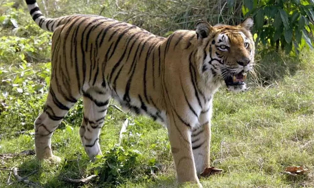 Tiger scare in Asifabad coal mines