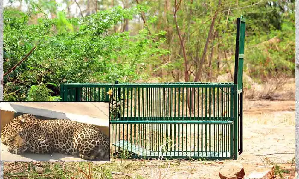 Hyderabad: Leopard spotted near Himayat Sagar, officials say