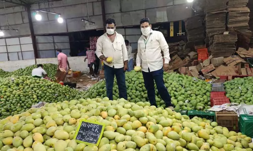 Vijayawada:  Mango farmers taste success thanks to lifting of restrictions