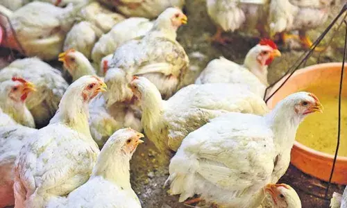 Chicken becomes dearer in Telangana, price at Rs 300 per kg