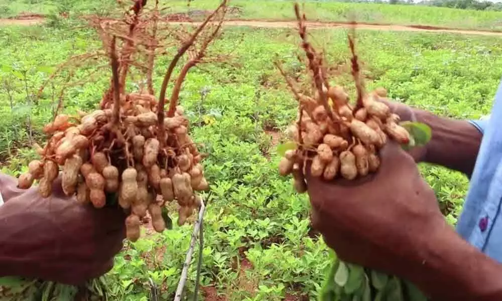Anantapur: Groundnut farmers hit by short supply of seeds