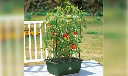 World Plant a Vegetable Garden Day