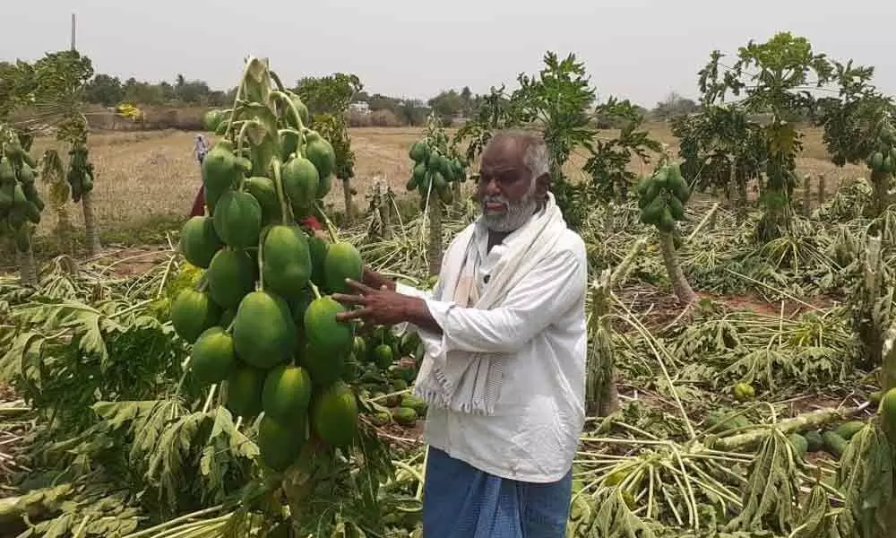 Anantapur: Farmers incur losses as gales destroy fruit gardens