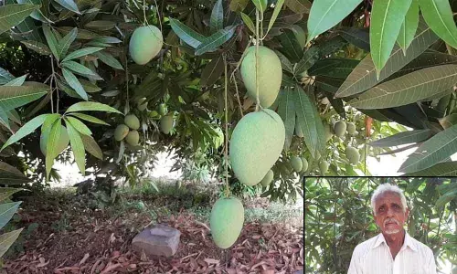 Kurnool: Banginpalli growers incur losses