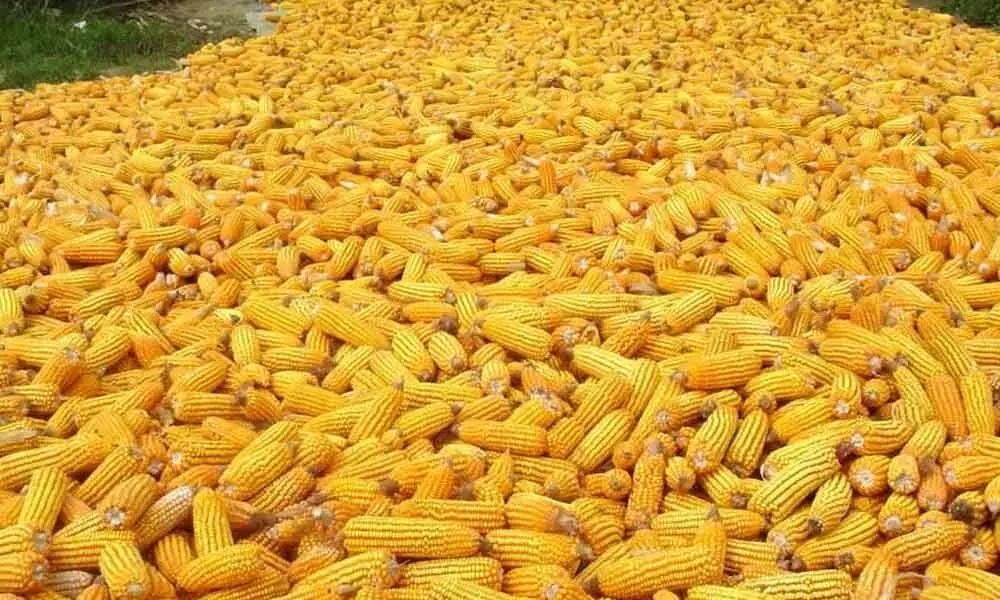 Maize farmers deprived of fair price in Srikakulm district