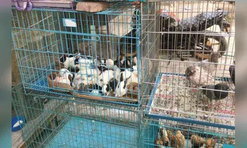 Pet shops to open after lockdown only