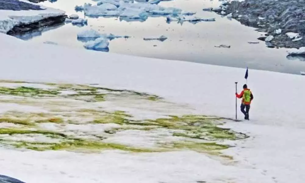 Climate change is turning Antarctica green, study finds