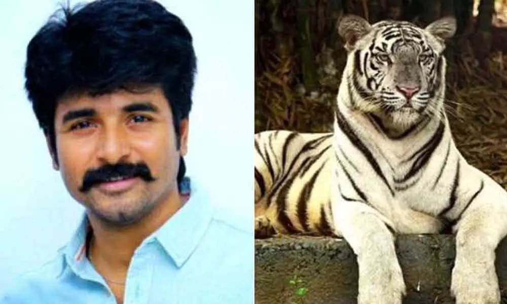 Tamil hero donates for feeding white tiger in Chennai zoo