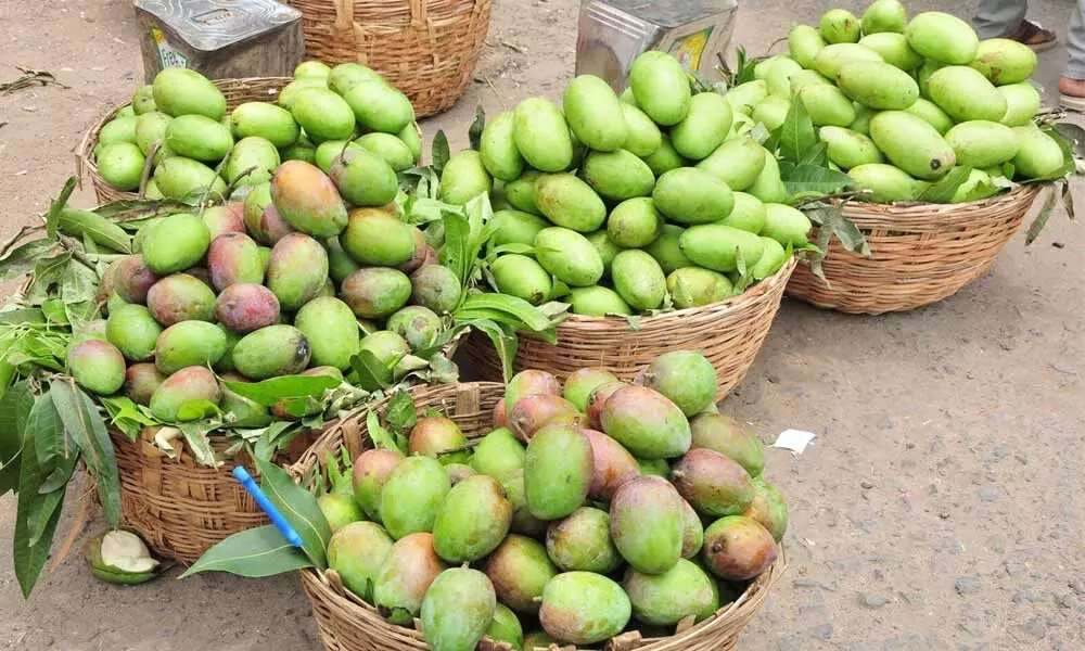 Rajamahendravaram: All set for export of Suvarnarekha mango to South Korea