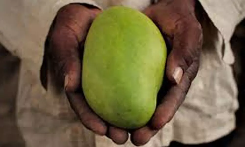 Srikakulam: Mango farmers denied fair price this 2020