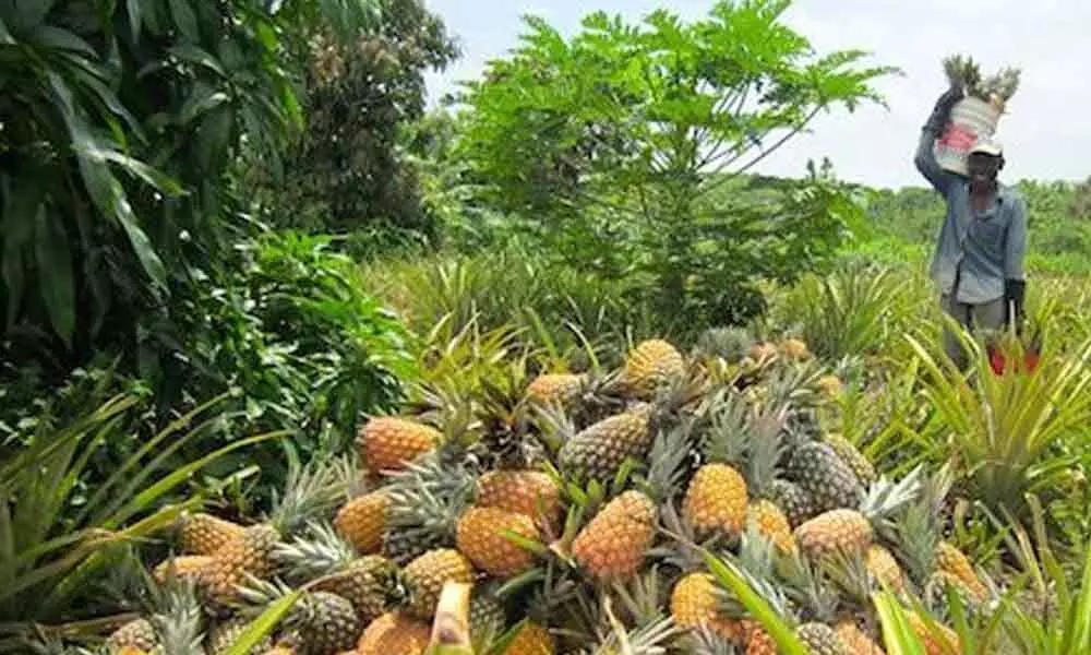 Kerala pineapple farmers stand to lose 300 crore