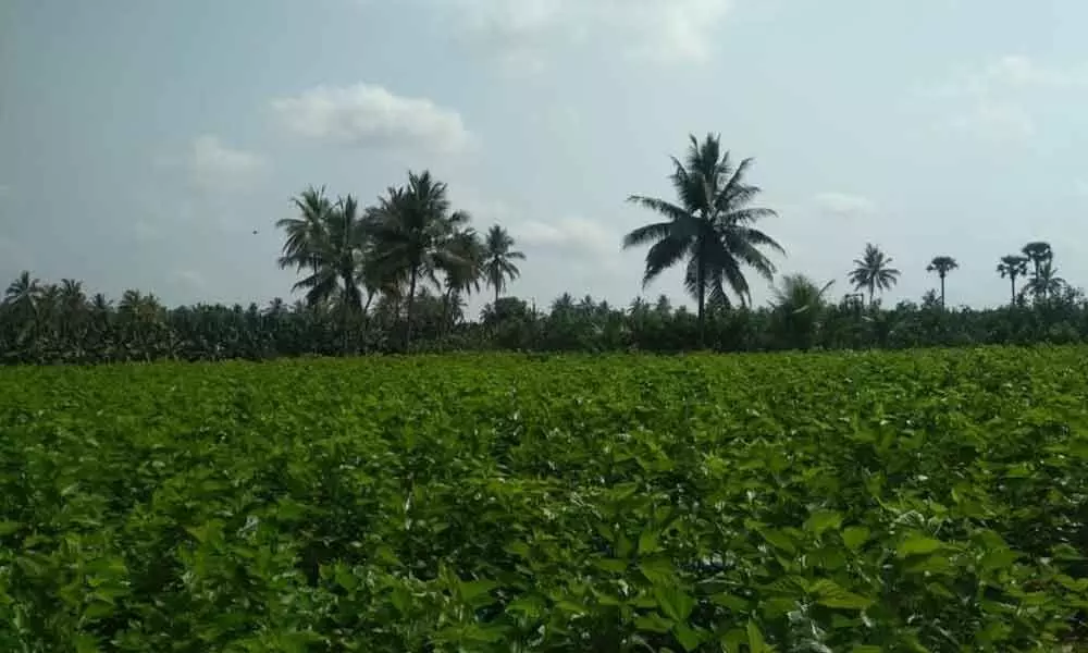 Centres move to boost sericulture in East Godavari