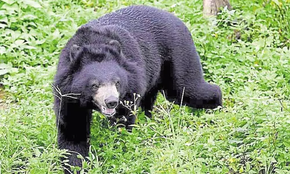 Khammam: Wild bear creates panic among Kottur villagers