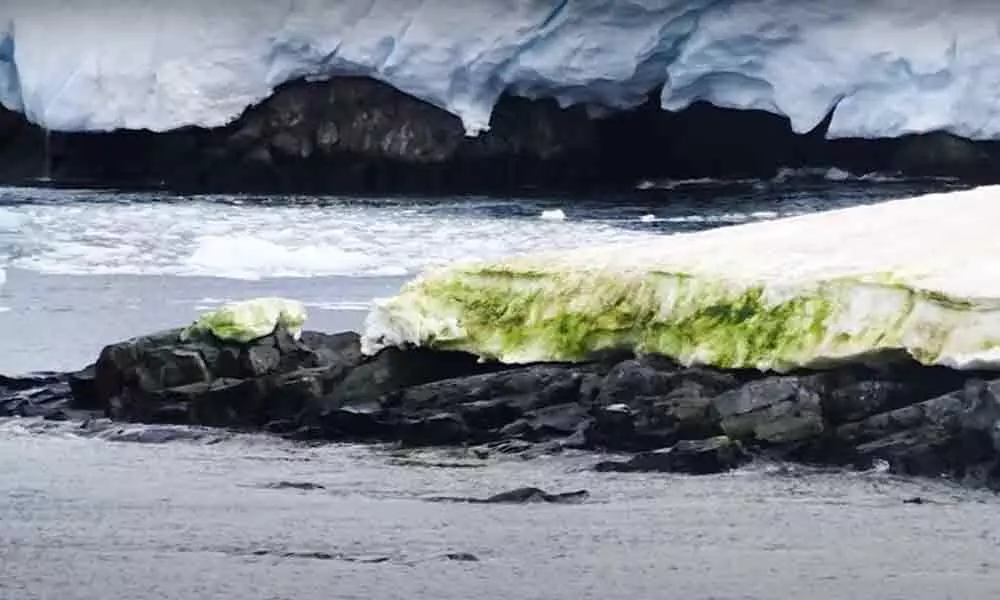 Antarctica Snow Now Green, Thanks To Global Warming