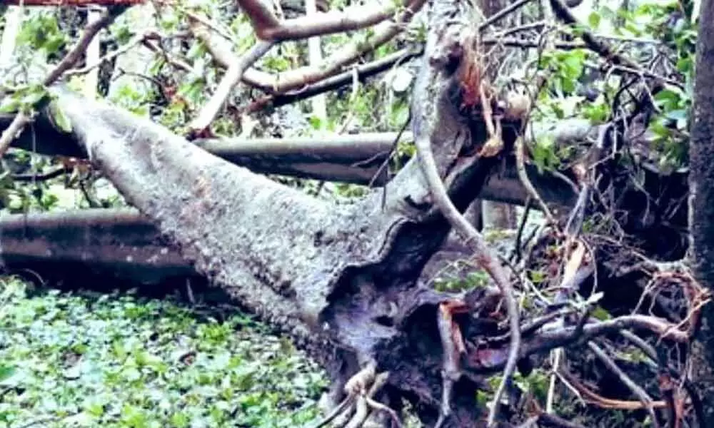 Kolkata: Worlds largest banyan tree damaged