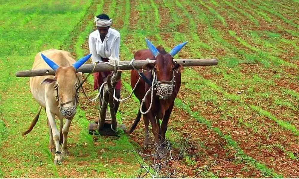 Lets hope KCRs agriculture policy will reap rich harvest