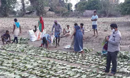 Lessons to learn: Tribals collect beedi leaves keeping lockdown norms intact in Khammam District