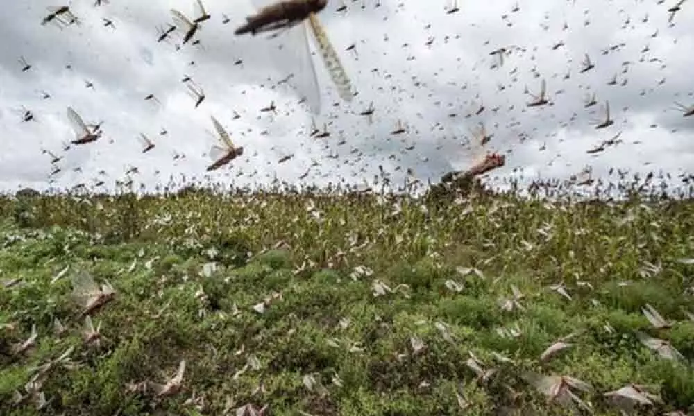 Swarms Of  Locusts Destroy Crops In Many States
