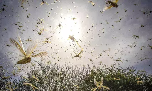 Pakistan Emerges Breeding Ground Of Desert Locusts: Experts