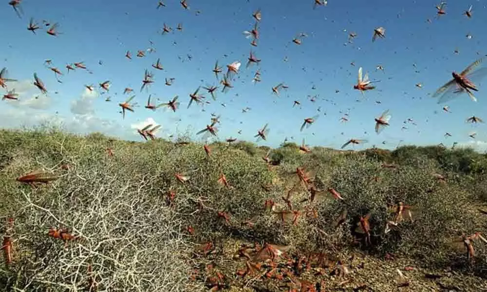 India Reels Under Massive Locust Attack | Why We Should Worry