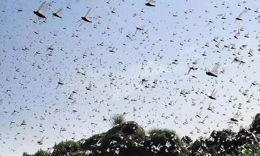 Telangana Agriculture sector to be severely affected by Locust attacks
