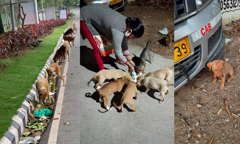 Hyderabad: Corona-scared, people throw out pets on road