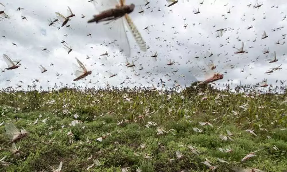 Telangana State faces locusts threat; government should act fast