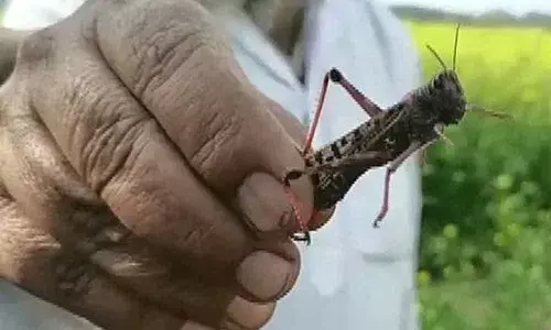 90K hectares hit by locusts in Rajasthan