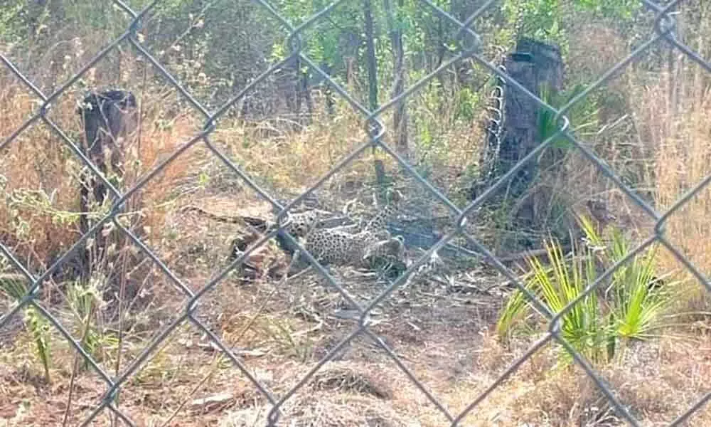 Leopard caught after two-hour rescue operation in Nalgonda